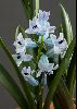 <em>Hyacinthus transcaspicus</em>